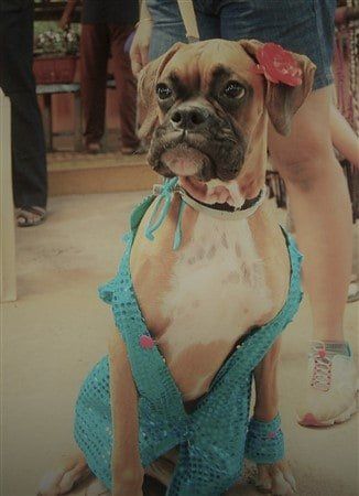 Boxer dog outlet outfits